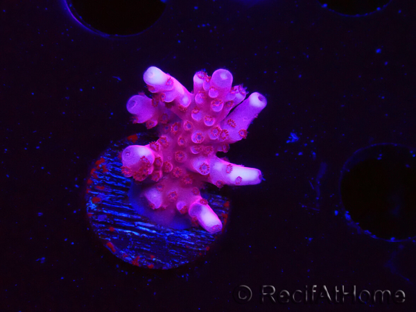WYSIWYG RAH Acropora ballerina