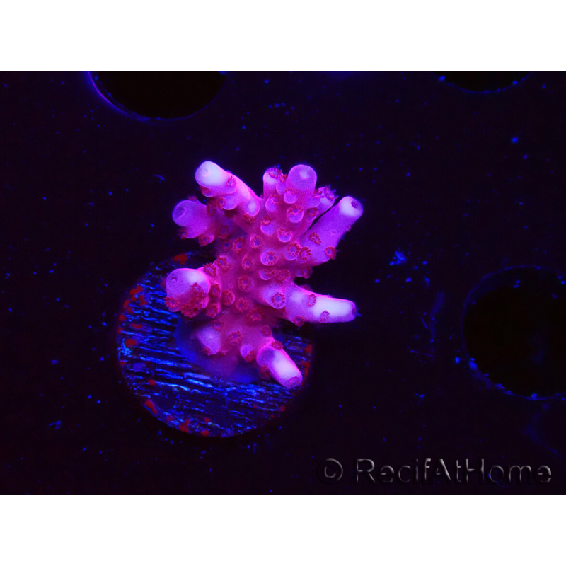 WYSIWYG RAH Acropora ballerina