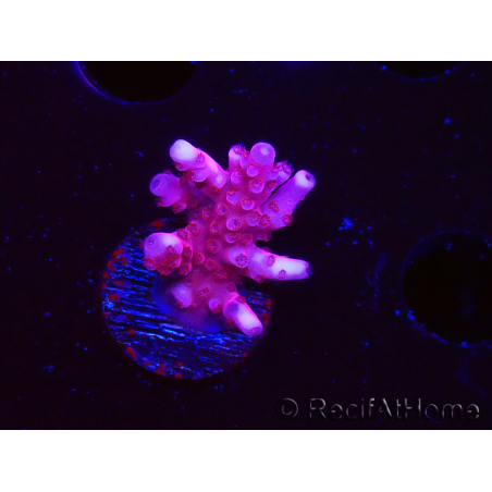 WYSIWYG RAH Acropora ballerina