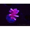 WYSIWYG RAH Acropora ballerina