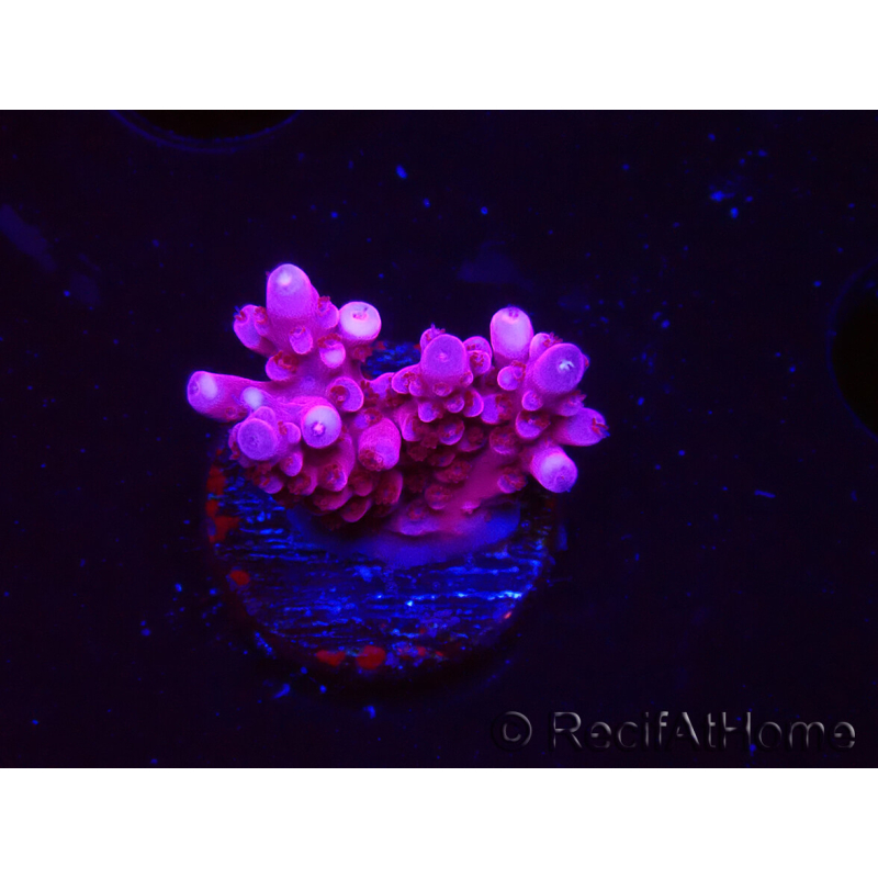 WYSIWYG RAH Acropora ballerina