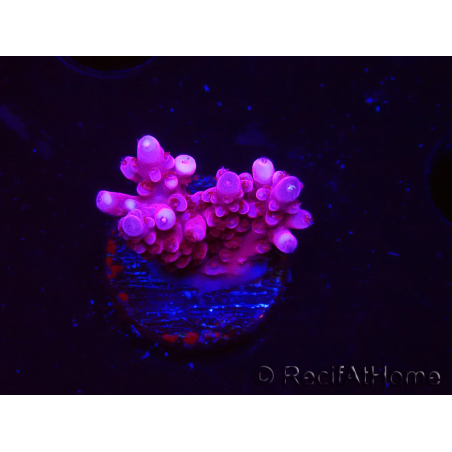 WYSIWYG RAH Acropora ballerina