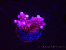 WYSIWYG RAH Acropora ballerina