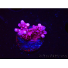 WYSIWYG RAH Acropora ballerina