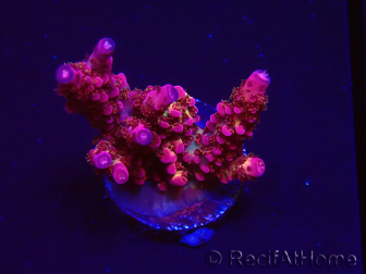 WYSIWYG - Acropora PC Rainbow
