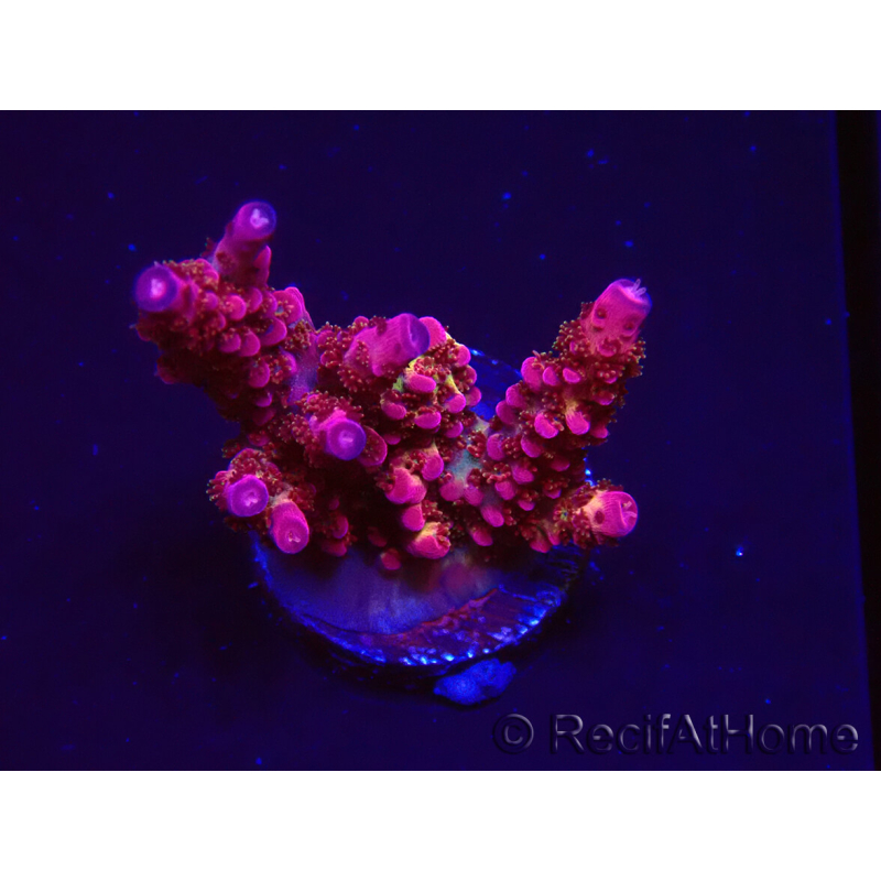 WYSIWYG - Acropora PC Rainbow