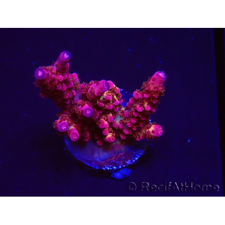 WYSIWYG - Acropora PC Rainbow
