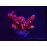 WYSIWYG - Acropora PC Rainbow