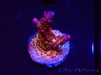 WYSIWYG - Acropora PC Rainbow 5I7
