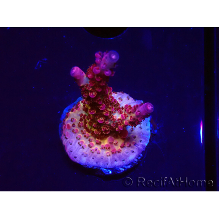 WYSIWYG - Acropora PC Rainbow