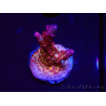 WYSIWYG - Acropora PC Rainbow