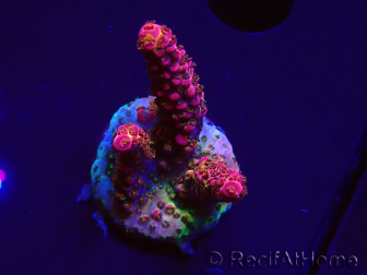 WYSIWYG - Acropora PC Rainbow 5I8