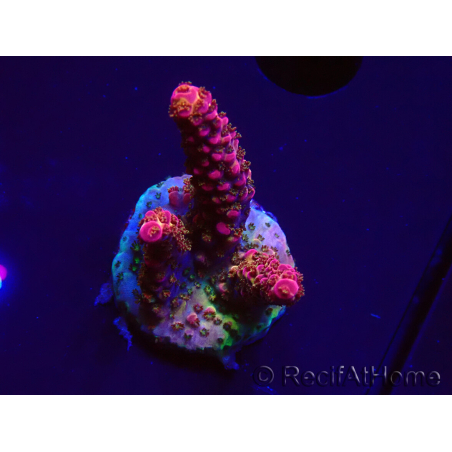 WYSIWYG - Acropora PC Rainbow