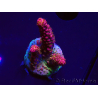 WYSIWYG - Acropora PC Rainbow