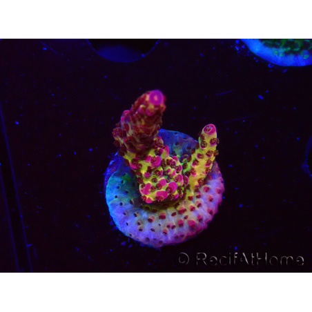 WYSIWYG - Acropora PC Rainbow