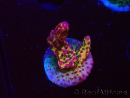 WYSIWYG - Acropora PC Rainbow