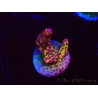 WYSIWYG - Acropora PC Rainbow