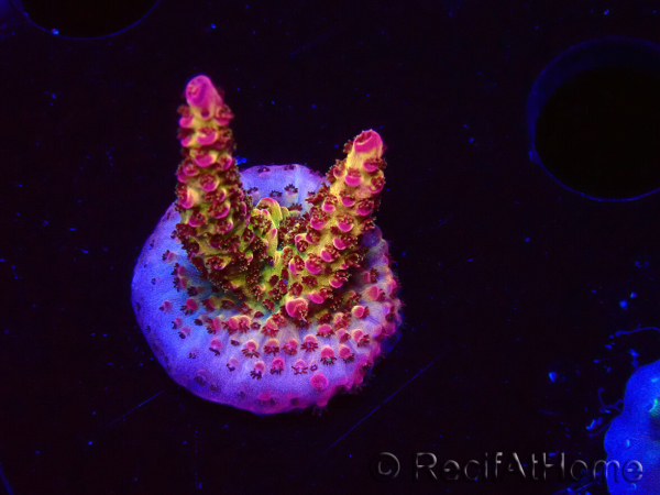 WYSIWYG - Acropora PC Rainbow 5I10