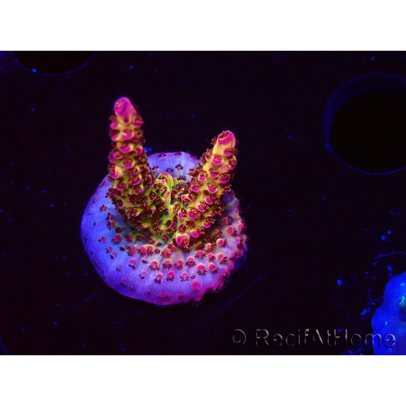 WYSIWYG - Acropora PC Rainbow 5I10