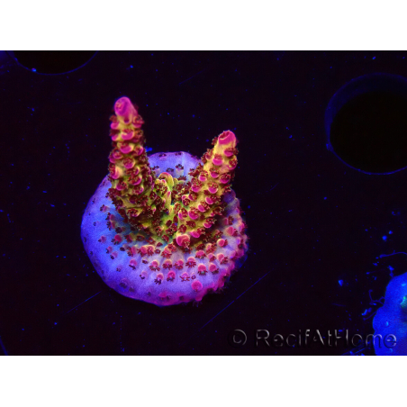 WYSIWYG - Acropora PC Rainbow