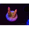 WYSIWYG - Acropora PC Rainbow