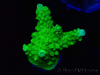 WYSIWYG Acropora yongei Geen Slimer