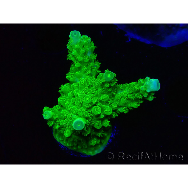WYSIWYG Acropora yongei Geen Slimer