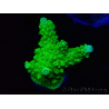WYSIWYG Acropora yongei Geen Slimer