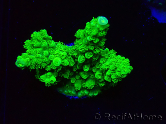 WYSIWYG Acropora yongei Geen Slimer 5J8