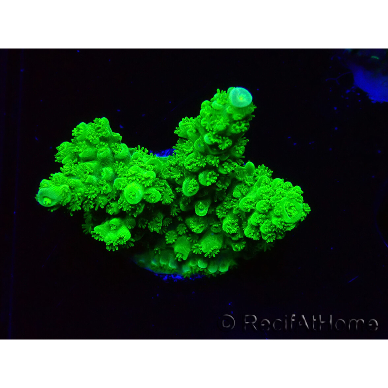WYSIWYG Acropora yongei Geen Slimer