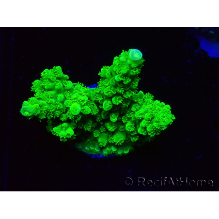 WYSIWYG Acropora yongei Geen Slimer