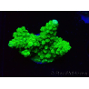 WYSIWYG Acropora yongei Geen Slimer 5J8