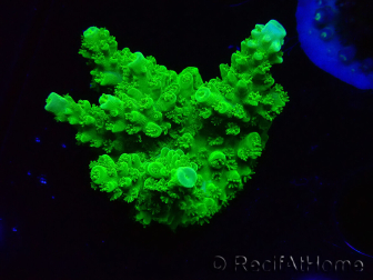WYSIWYG Acropora yongei Geen Slimer