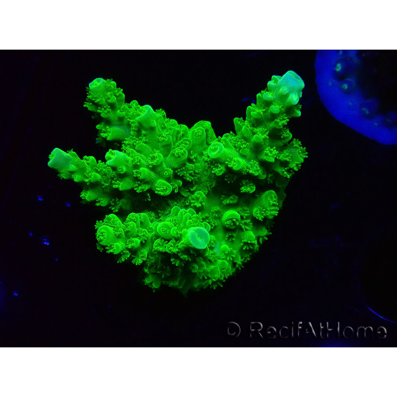WYSIWYG Acropora yongei Geen Slimer 5J9