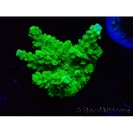 WYSIWYG Acropora yongei Geen Slimer