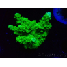 WYSIWYG Acropora yongei Geen Slimer