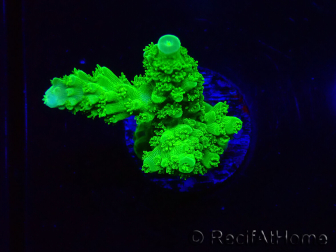 WYSIWYG Acropora yongei Geen Slimer