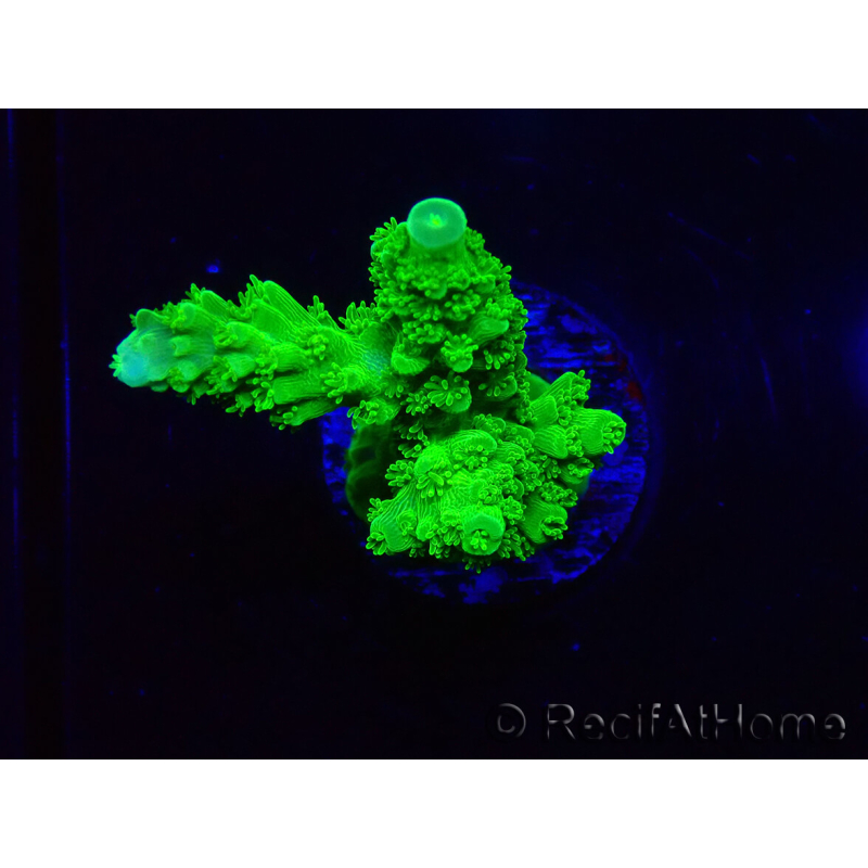 WYSIWYG Acropora yongei Geen Slimer