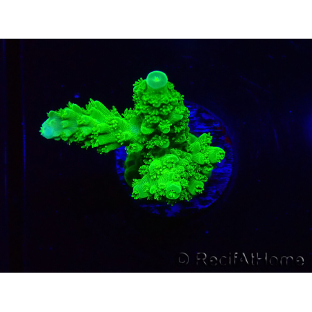 WYSIWYG Acropora yongei Geen Slimer