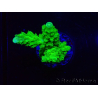WYSIWYG Acropora yongei Geen Slimer