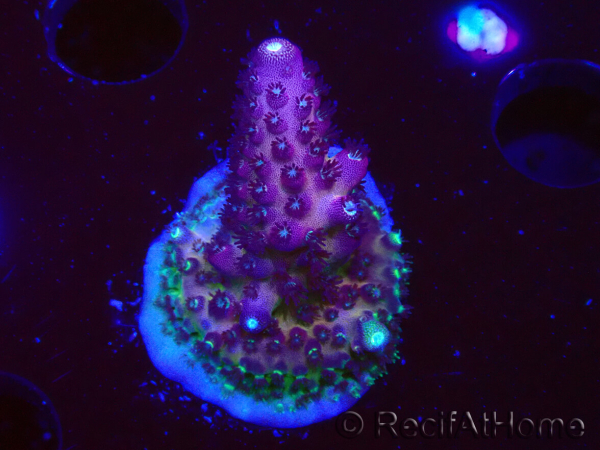 WYSIWYG RAH Acropora Rainbow Mango 5K1