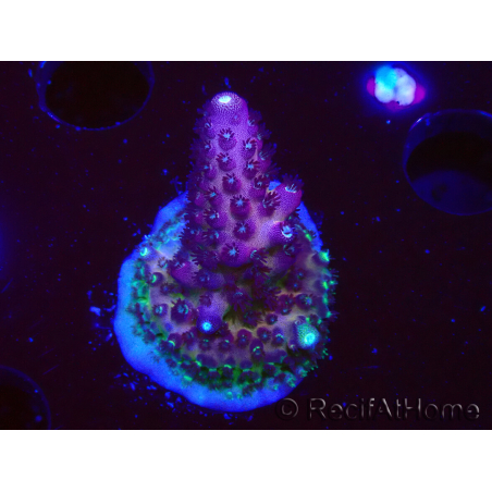 WYSIWYG RAH Acropora Rainbow Mango 5K1