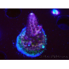 WYSIWYG RAH Acropora Rainbow Mango 5K1