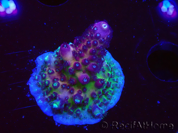 WYSIWYG RAH Acropora Rainbow Mango