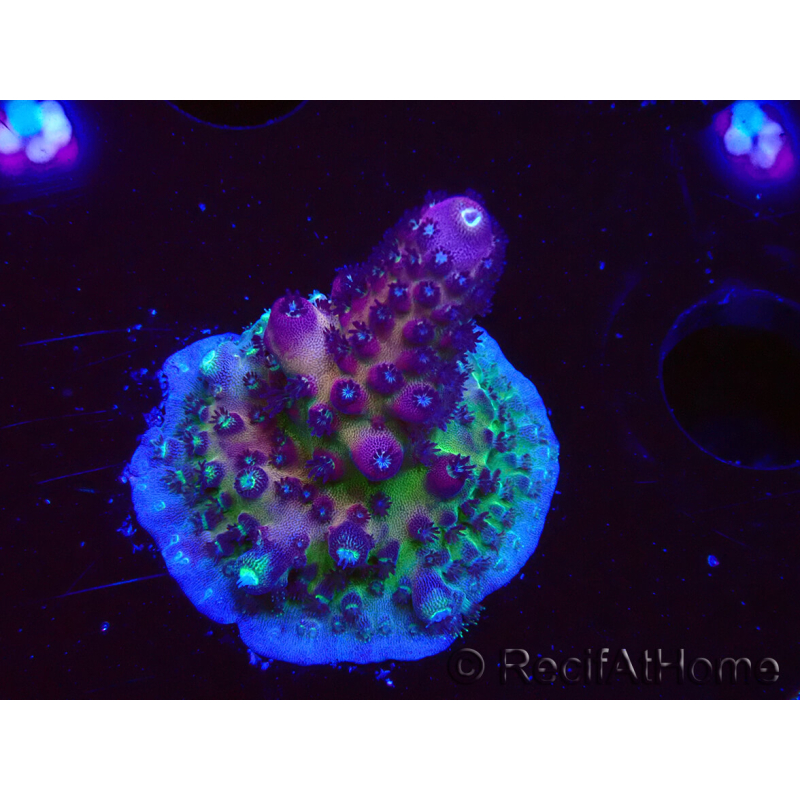 WYSIWYG RAH Acropora Rainbow Mango