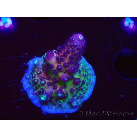 WYSIWYG RAH Acropora Rainbow Mango