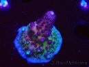 WYSIWYG RAH Acropora Rainbow Mango