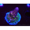 WYSIWYG RAH Acropora Rainbow Mango