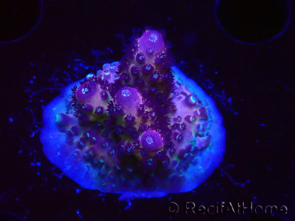 WYSIWYG RAH Acropora Rainbow Mango 5K3