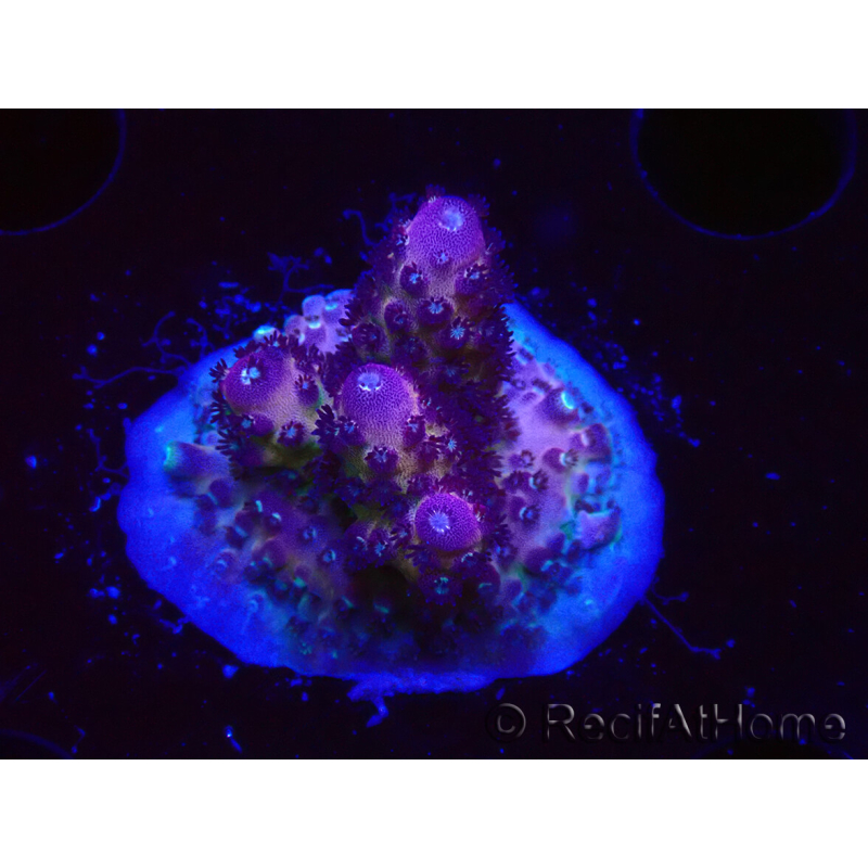 WYSIWYG RAH Acropora Rainbow Mango
